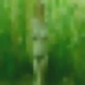 Rencontre Perpétue, 44 ans à Anthon gratuitement