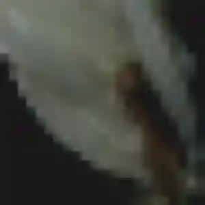Photo de Precious à Bugnicourt (43 ans) - rencontre adulte gratuit