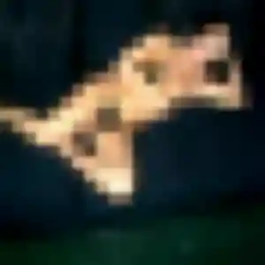 Photo perso de Fanta, 33 ans à Colleville - rencontre coquine