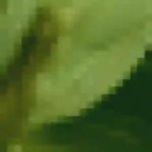 Dienaba, femme de 21 ans propose rencontre adulte à Fiennes