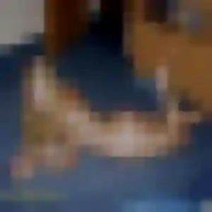 Leïla, 24 ans, connectée à Hombleux pour une rencontre coquine