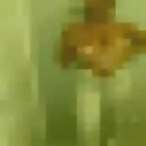 Adjoua, 33 ans, en ligne à La Ville-Dieu-du-Temple pour une rencontre coquine