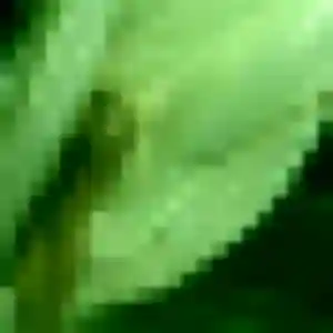 Dienaba, 29 ans, cherche un rencontre adulte à Logelheim