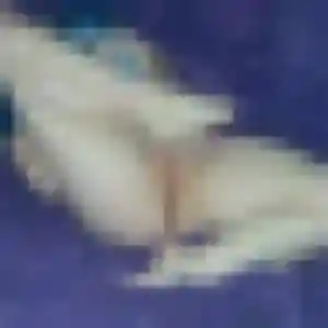 Photo de Esi à Malestroit (28 ans) - rencontre adulte gratuit