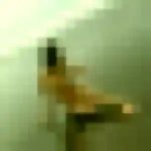 Thioro, 28 ans, en ligne à Samer pour une rencontre coquine